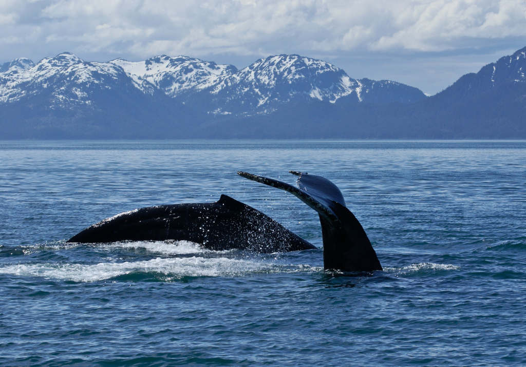 Whale Tail
